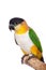 The black-headed caique, Pionites melanocephalus, on white