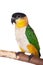 The black-headed caique, Pionites melanocephalus, on white