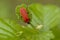 Black headed cardinal beetle on a beech leaf