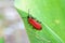 Black-headed cardinal beetle sitting leaf in garden