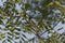 Black-headed cuckooshrike Lalage melanoptera perched on branch.
