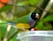 Black-headed Gouldian Finch or Erythrura gouldiae