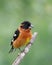 Black-headed grosbeak