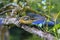 Black Headed Grosbeak in Pear Tree 06