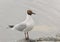 Black-headed gull