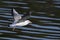 Black-headed gull