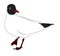 Black headed gull