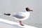 Black-headed Gull