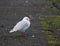 Black-headed gull