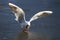 Black-headed gull