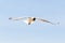 Black headed Gull