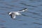 Black-headed gull in adult winter plumage