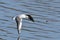 Black-headed gull in adult winter plumage