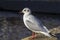 Black-headed gull in adult winter plumage sitting on the quay.