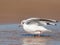A black-headed gull bathing on the beach in a puddle of water