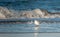 A black-headed gull at the beach in front of a crushing wave