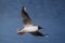 Black-headed gull bird, Chroicocephalus ridibundus