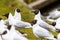 Black headed gull bird. Chroicocephalus ridibundus