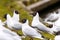 Black headed gull bird. Chroicocephalus ridibundus