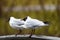 Black headed gull bird. Chroicocephalus ridibundus