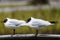 Black headed gull bird. Chroicocephalus ridibundus