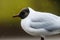 Black headed gull bird. Chroicocephalus ridibundus