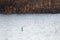 Black-headed gull bird Chroicocephalus ridibundus at lake.