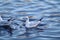A black headed gull bobbing about on the water