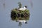Black-headed gull calls on floating nest
