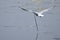 Black-headed gull carrying long stick above water