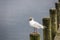 Black-headed gull (Chroicocephalus ridibundus)