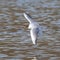 Black-Headed Gull, Chroicocephalus ridibundus in flight. Adult winter plumage