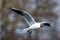 Black-Headed Gull, Chroicocephalus ridibundus in flight. Adult winter plumage