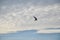 Black headed gull Chroicocephalus ridibundus in flight in low evening light