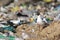 Black-headed Gull Chroicocephalus ridibundus looking for food in the trash