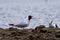 Black-headed gull, Chroicocephalus ridibundus, screamiing