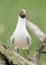 Black-headed gull (Chroicocephalus ridibundus) is a small gull that breeds in much of the Palearctic including Europe.