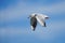 Black-headed gull Chroicocephalus ridibundus strutting down the road