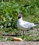 Black-headed gull, close-up,