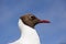 Black-headed gull. Close-up of head with blue sky background