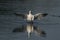 Black-headed Gull displaying on a lake in Somerset, England