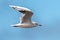Black-headed Gull in Fast Flight