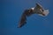 A black-headed gull in flight