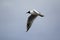 Black headed gull in flight