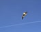 Black-headed gull in flight