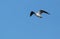 Black-headed Gull in flight