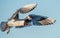 Black-headed Gull in flight