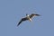 Black-headed gull in flight, view from below