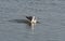 A black-headed gull floating in autumn on a pond