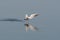 A black-headed gull floating over a pond